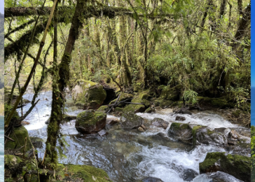 Sustentabilidad Y Gestión Ambiental