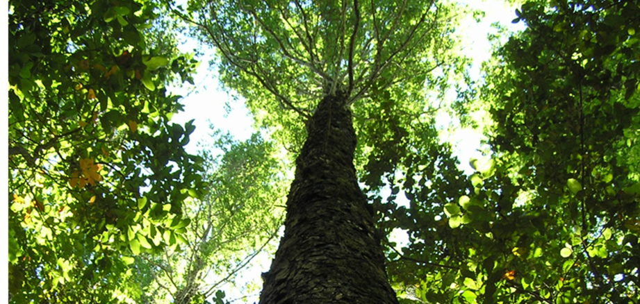 Silvicultura y manejo de bosque nativo